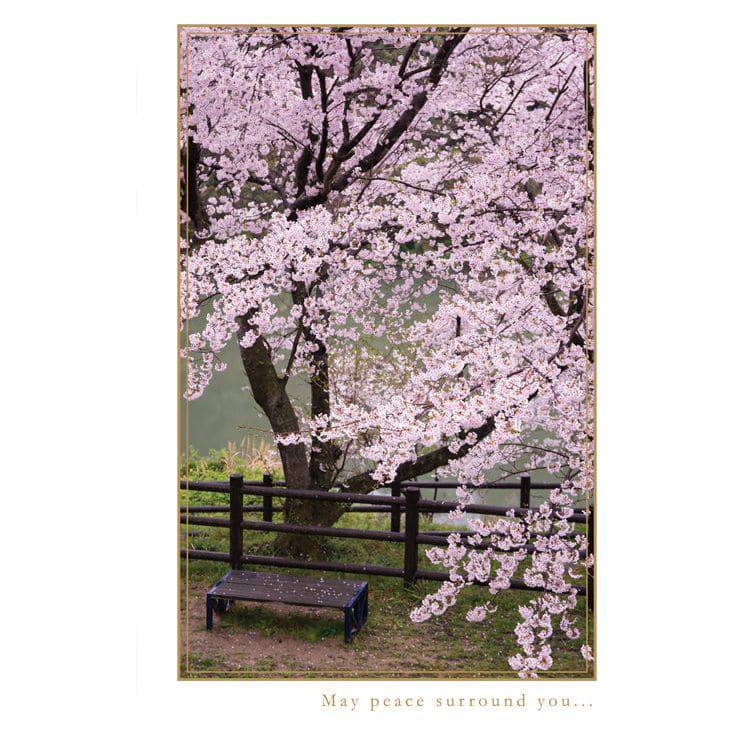 Pictura Sakura Bench Sympathy Card featuring a delicate cherry blossom scene, suitable for expressing condolences and support.